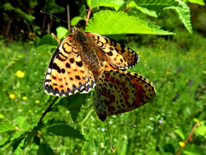 Farfalle della Val Nerina (e dintorni)
